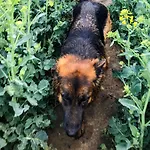 Dwor Barocco Farmház
