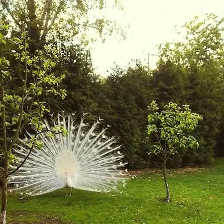 Dwor Barocco مزرعة للإقامة