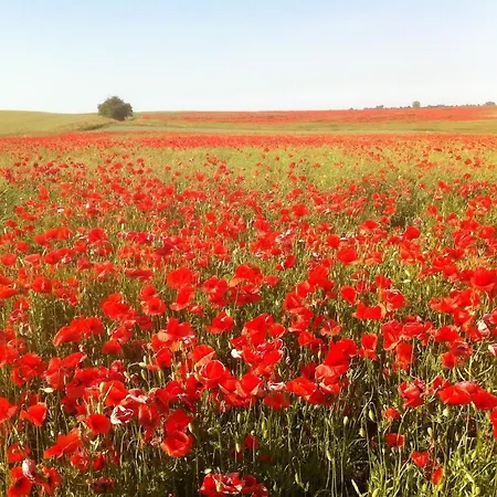 Dwor Barocco * ريشيل