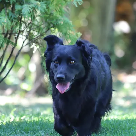 Dwor Barocco * ريشيل