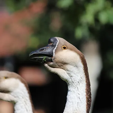 Dwór Barocco * Reszel