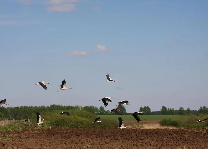 Lantgård Dwor Barocco *